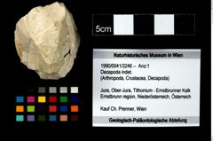 Foto (Objekt + Etikett) von Decapoda indet.  (NHMW-GEO-1990-0041-3246)